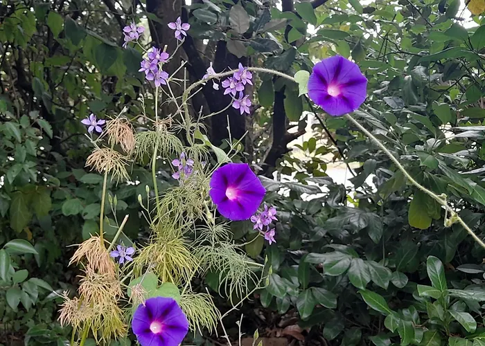 La Petite Maison * Espiet